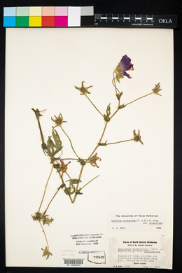 Callirhoe involucrata image