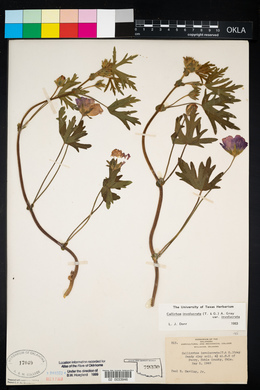 Callirhoe involucrata image