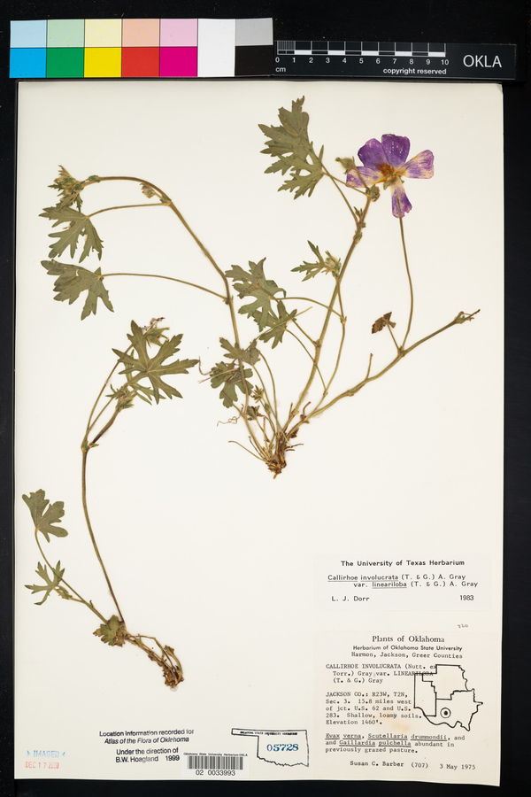 Callirhoe involucrata var. lineariloba image