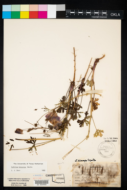 Callirhoe pedata image