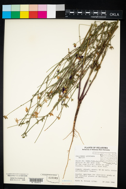 Callirhoe leiocarpa image