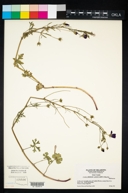 Callirhoe leiocarpa image