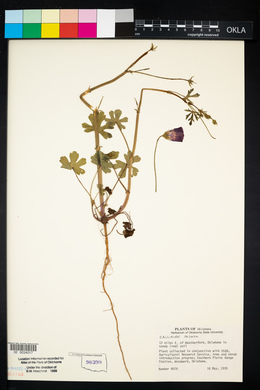 Callirhoe leiocarpa image