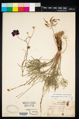 Callirhoe pedata image