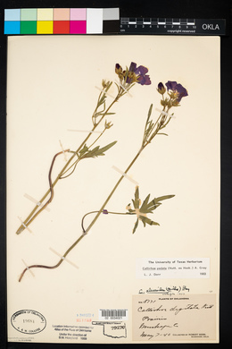 Callirhoe pedata image