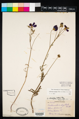 Callirhoe pedata image