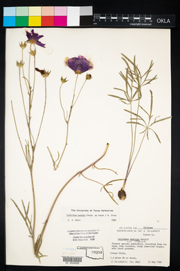 Callirhoe pedata image