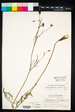 Callirhoe pedata image