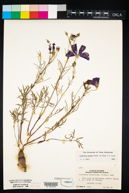 Callirhoe pedata image