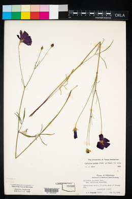 Callirhoe pedata image