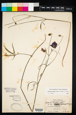 Callirhoe pedata image