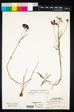 Callirhoe pedata image