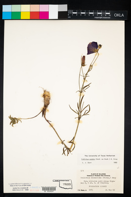 Callirhoe pedata image