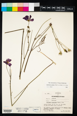 Callirhoe pedata image