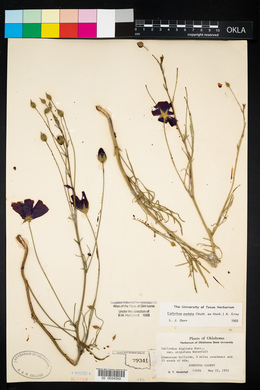 Callirhoe pedata image