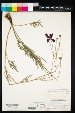 Callirhoe pedata image