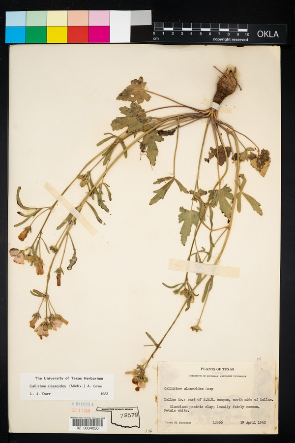 Callirhoe alcaeoides image
