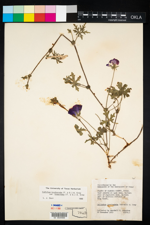 Callirhoe involucrata var. lineariloba image