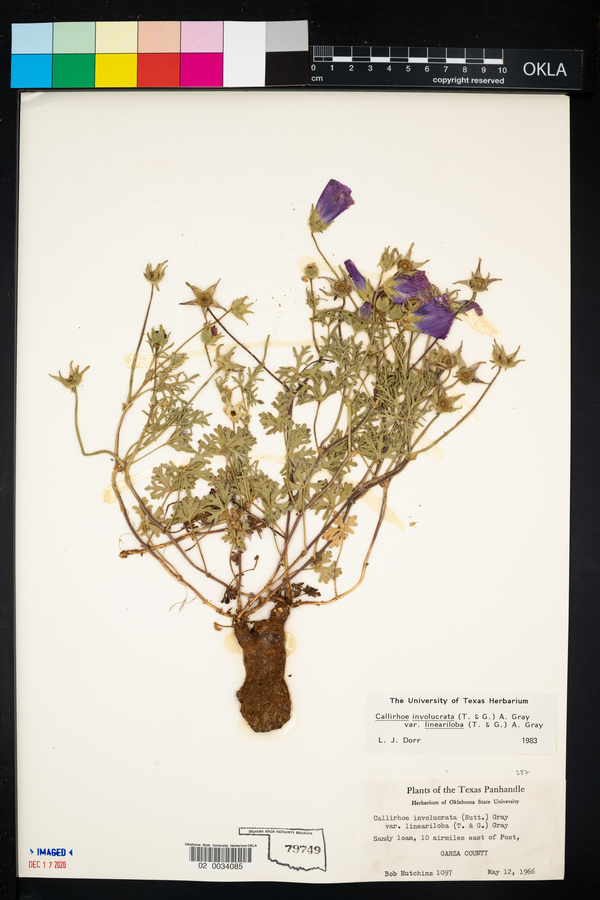 Callirhoe involucrata var. lineariloba image