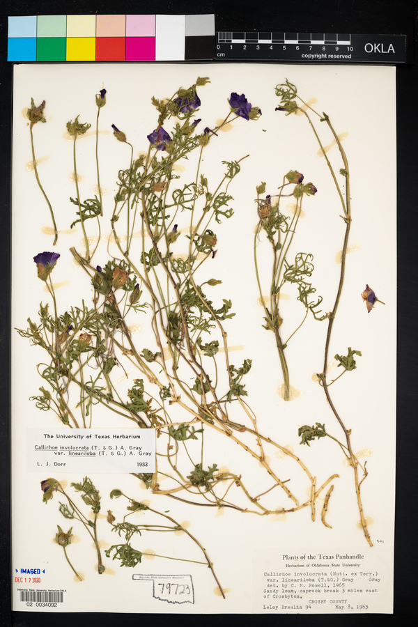 Callirhoe involucrata image