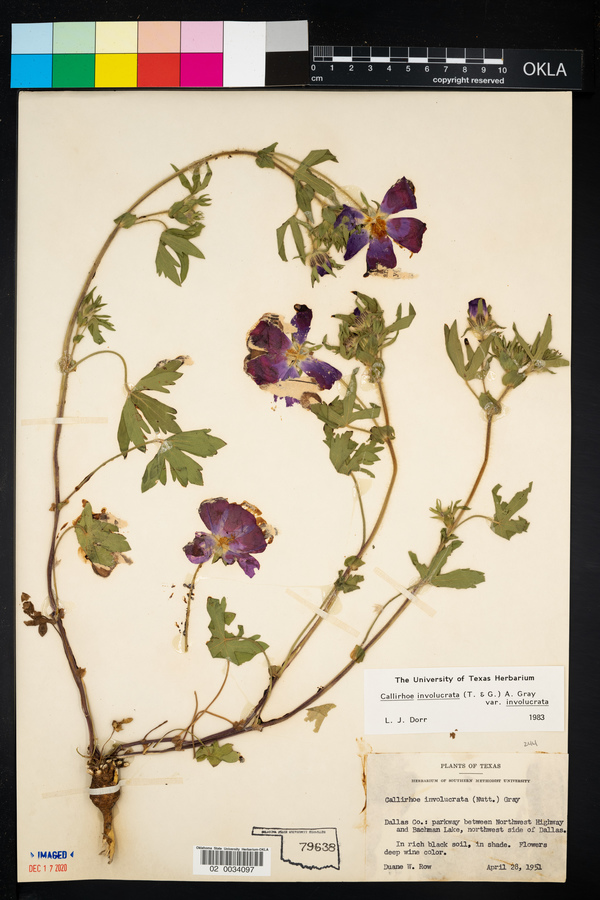 Callirhoe involucrata var. involucrata image