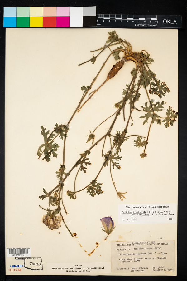 Callirhoe image