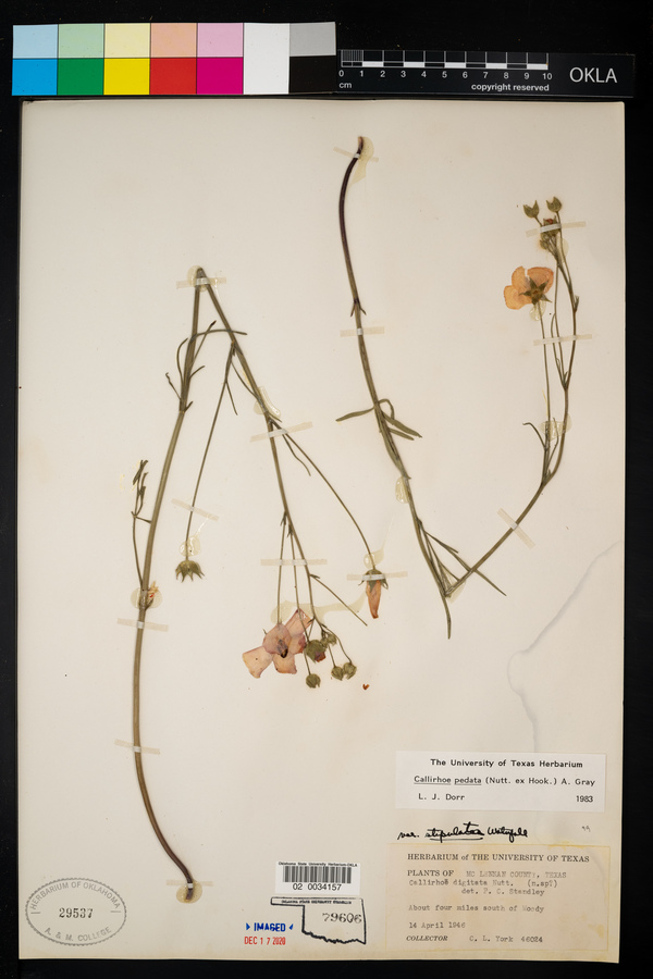 Callirhoe pedata image