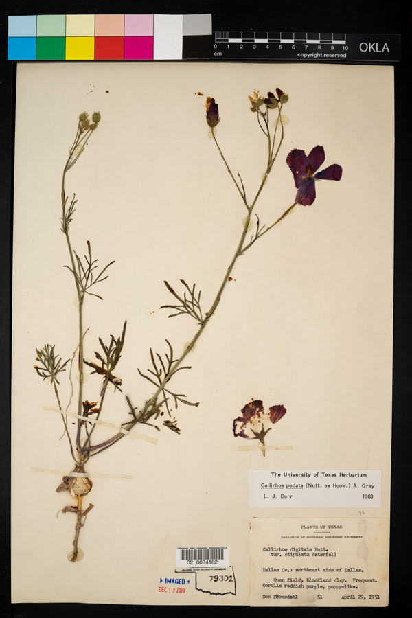 Callirhoe pedata image