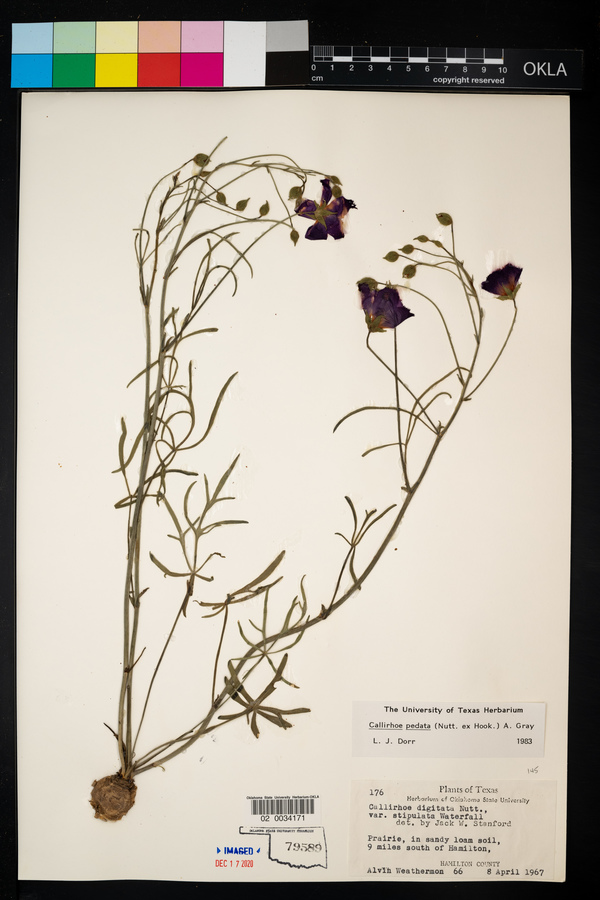 Callirhoe pedata image