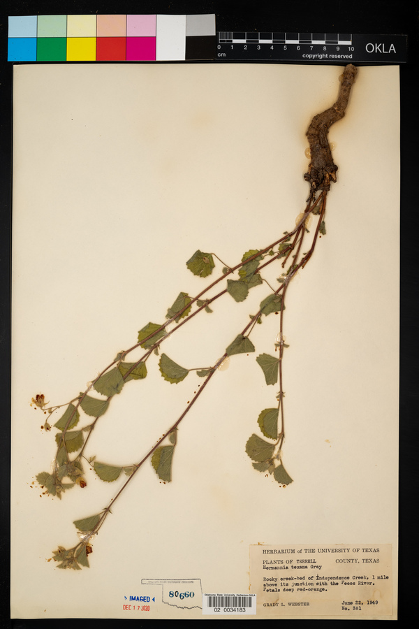 Hermannia texana image