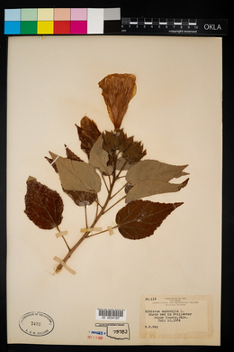 Hibiscus mutabilis image