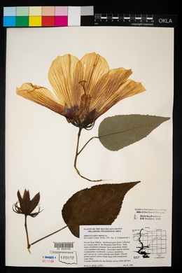 Hibiscus lasiocarpos image