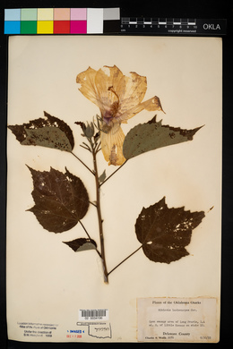 Hibiscus lasiocarpos image