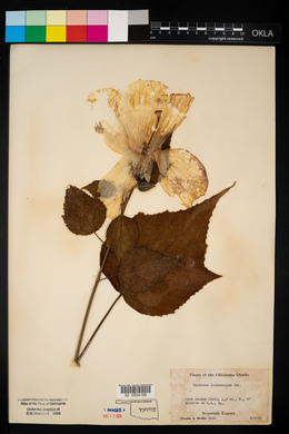 Hibiscus lasiocarpos image