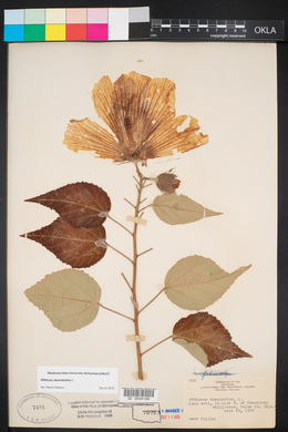Hibiscus moscheutos image