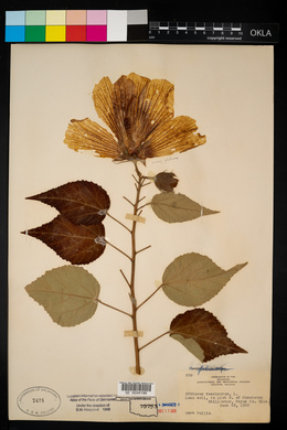 Hibiscus moscheutos image