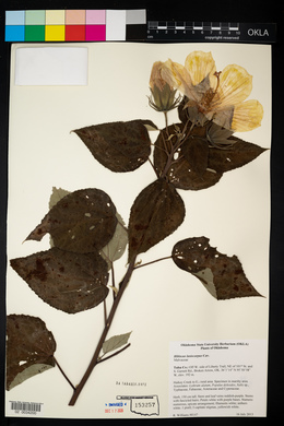 Hibiscus lasiocarpos image