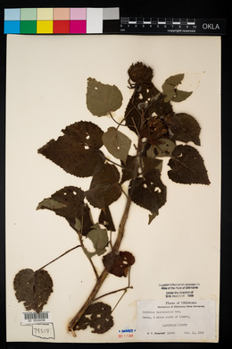 Hibiscus lasiocarpos image