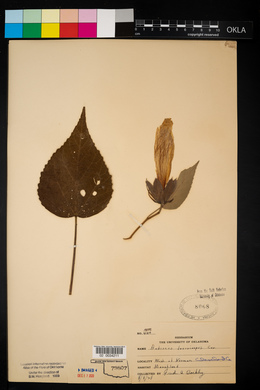 Hibiscus lasiocarpos image