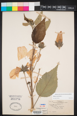 Hibiscus moscheutos image