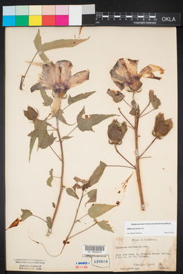 Hibiscus laevis image