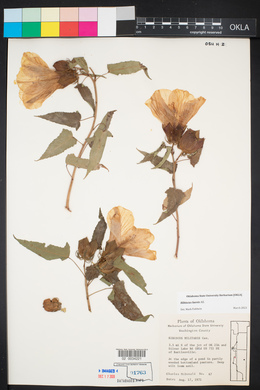 Hibiscus laevis image