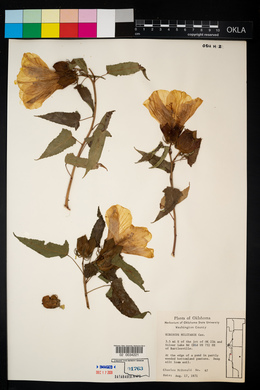 Hibiscus laevis image