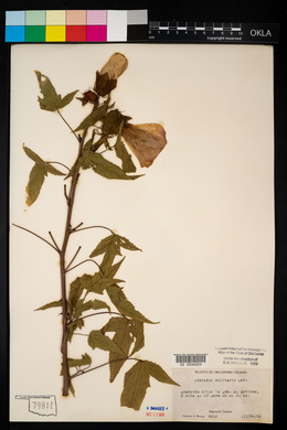 Hibiscus laevis image