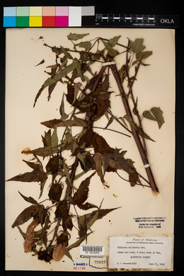 Hibiscus laevis image