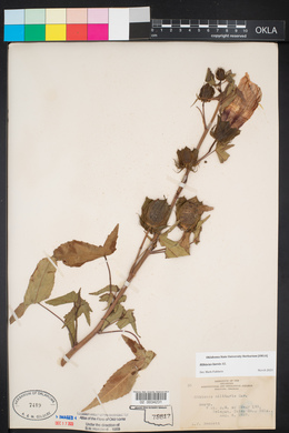 Hibiscus laevis image