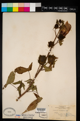 Hibiscus laevis image
