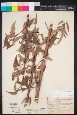 Hibiscus laevis image
