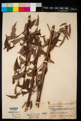 Hibiscus laevis image