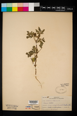 Hibiscus trionum image